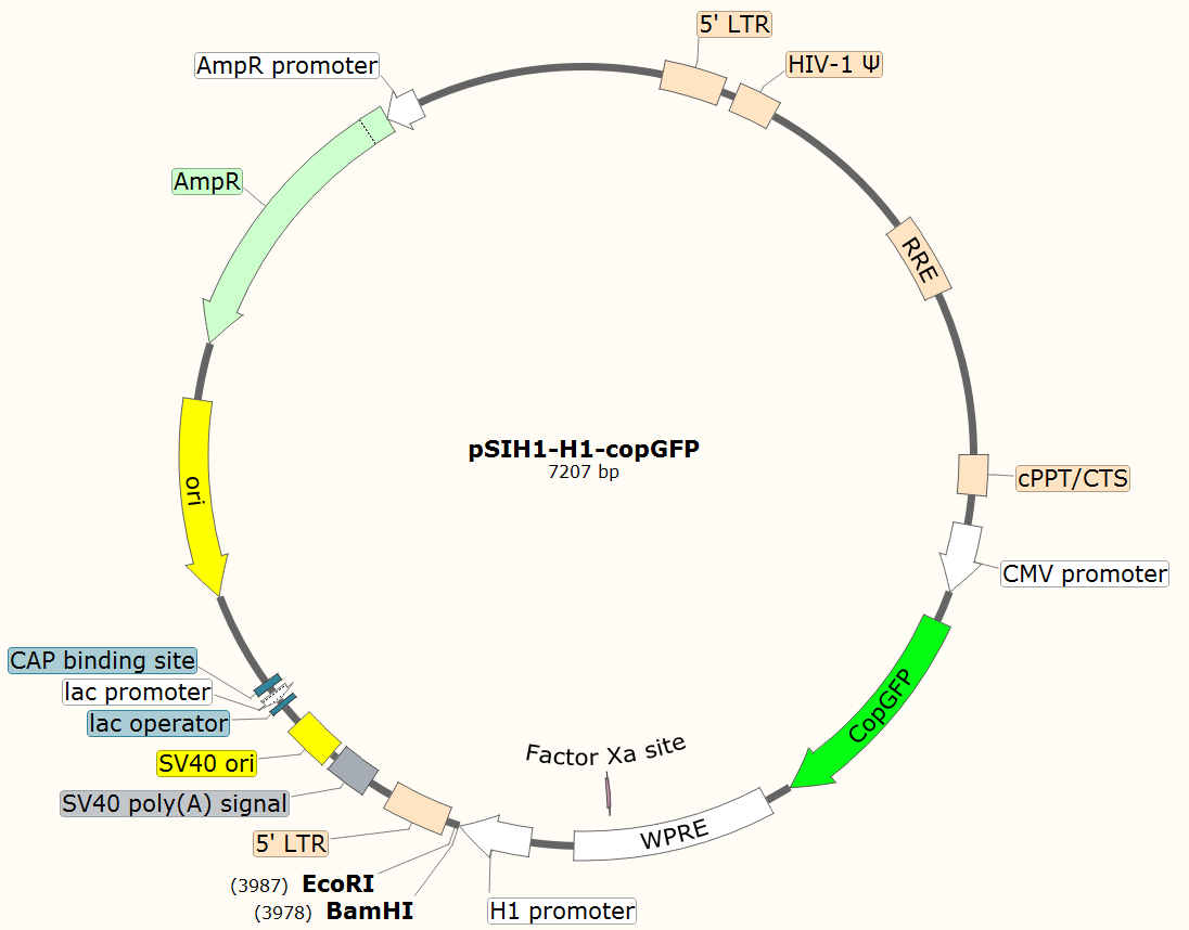 pSIH1-H1-CopGFP载体图谱